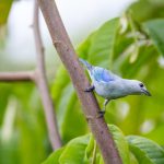 其实我一直被丈夫的上司侵犯 1lkvd8